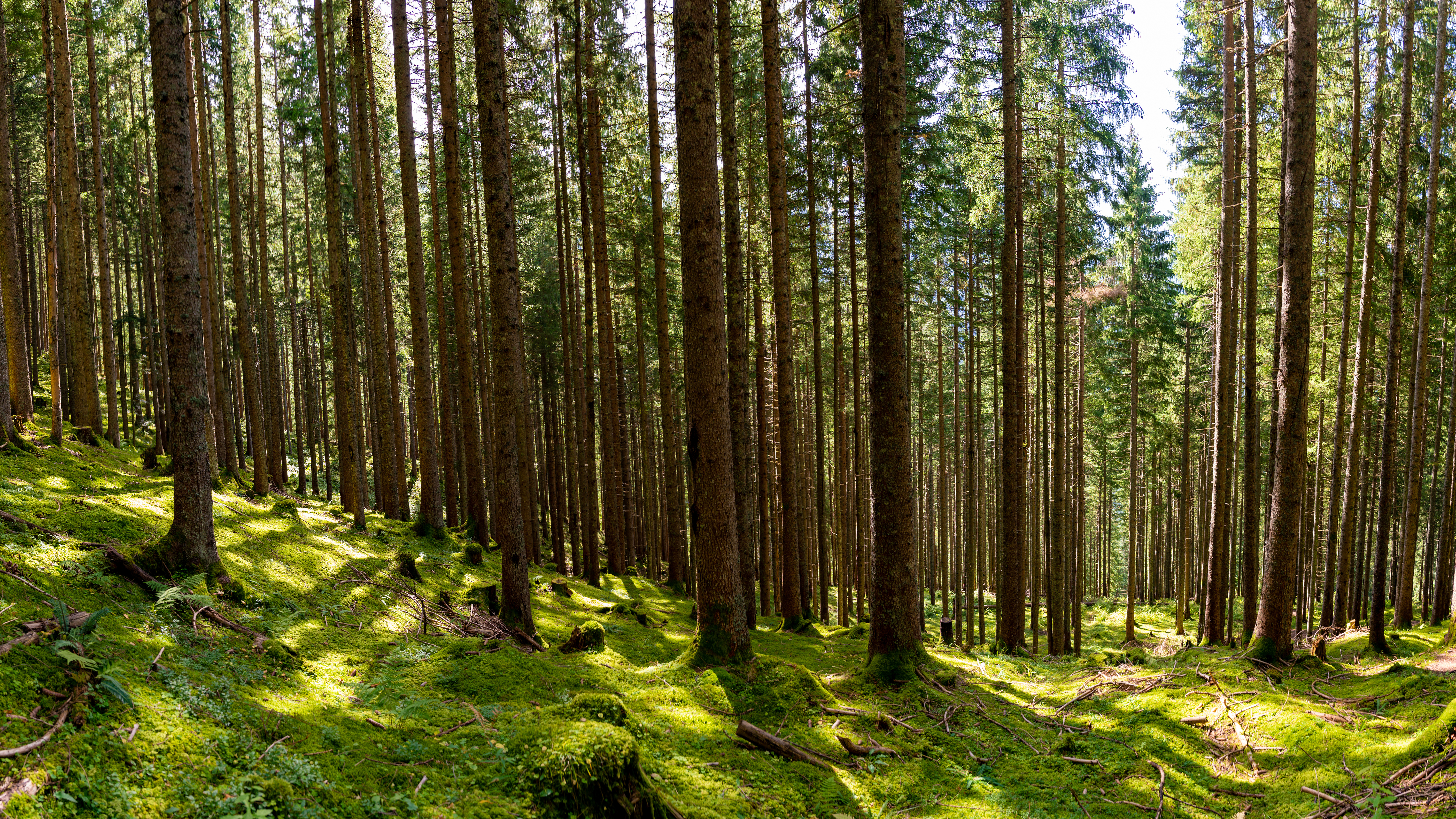 The Swedish Forest Industries gather information about protected forest on the web