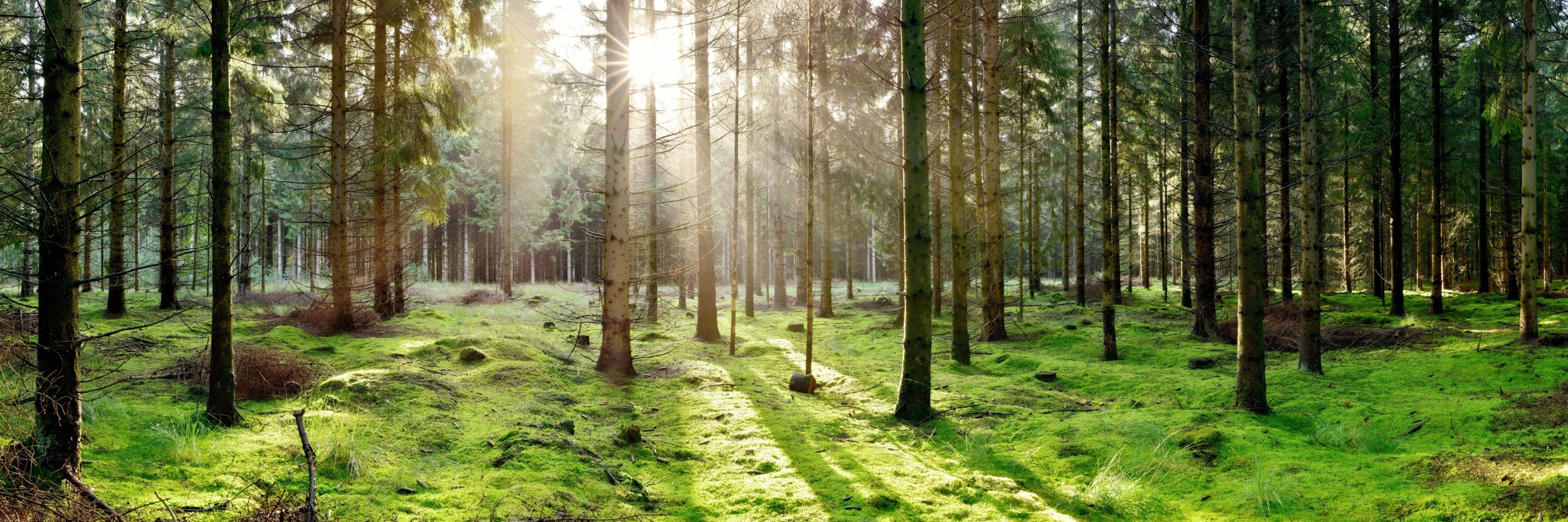 New application simplifies work with conservation value assessments