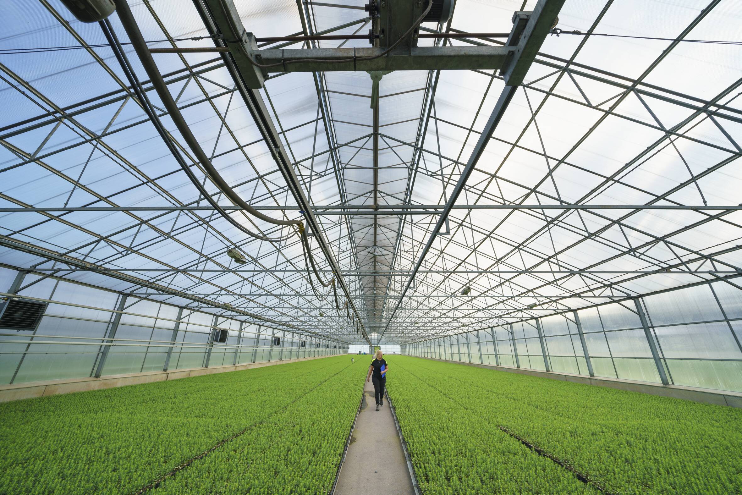 Spira – From seed to plant