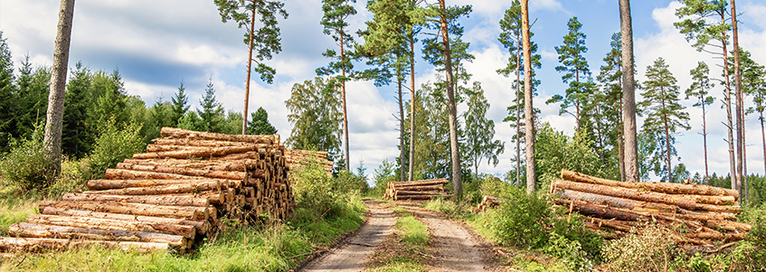 Krönt vägval – transportprisgrunnlaget for skogbruksnæringen